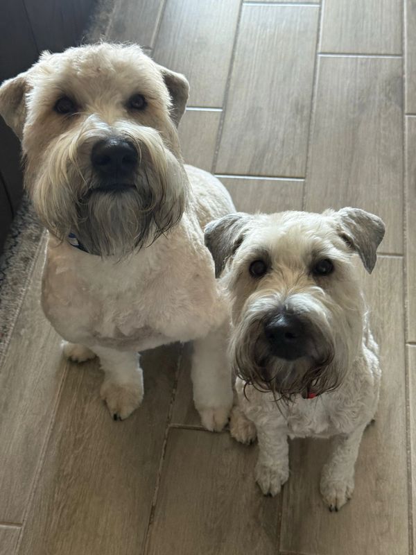 Two small white dogs with trimmed fur sitting on a tiled floor.