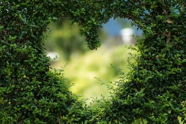Heart shaped hedge