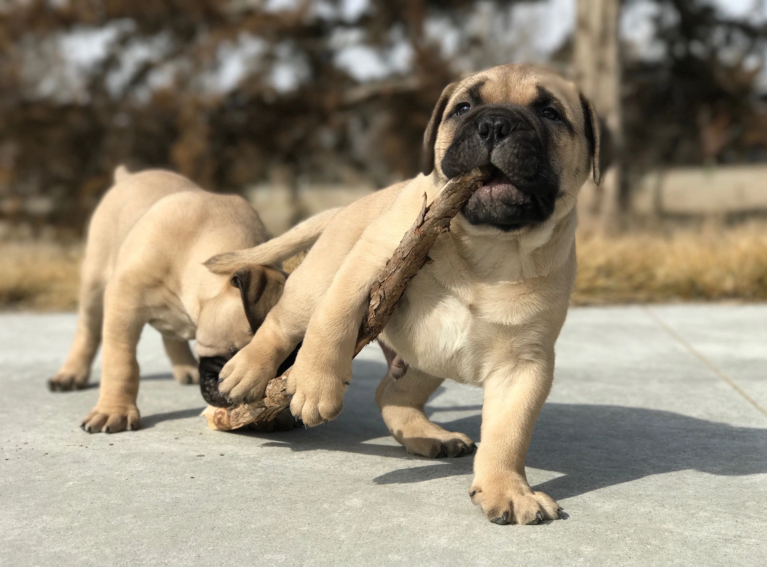 akc bullmastiff