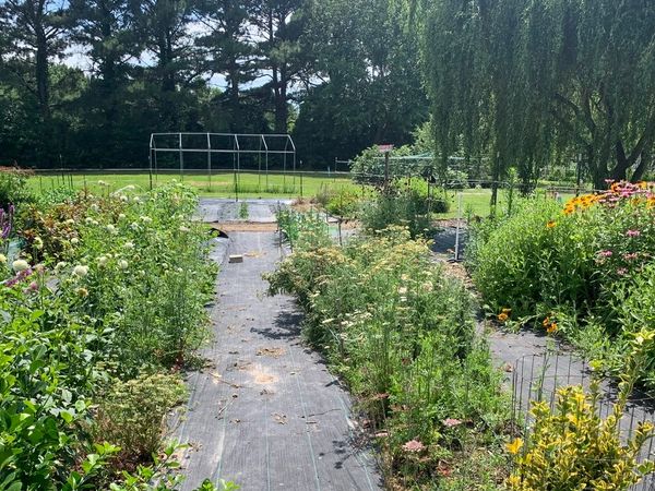 A few of our rows. We manage weeds using weed barrier from recycled products, and good old-fashioned