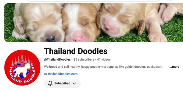 YouTube channel banner of Thailand Doodles with puppies.