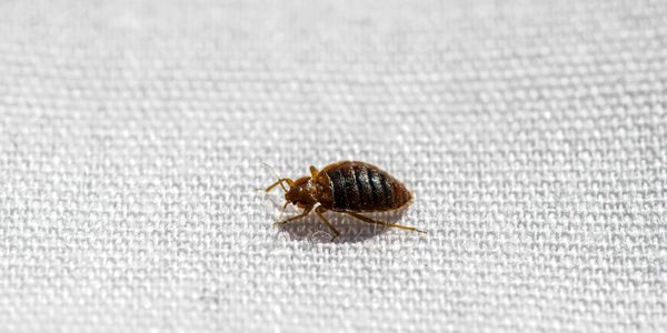 Pest Control Bed Bugs