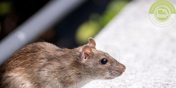 Pest Control Rats