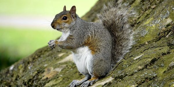 Squirrel Pest Control
