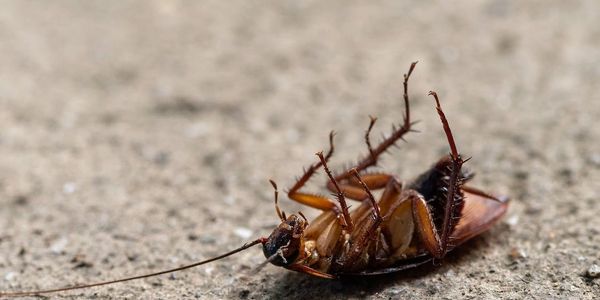 Pest Control Cockroaches