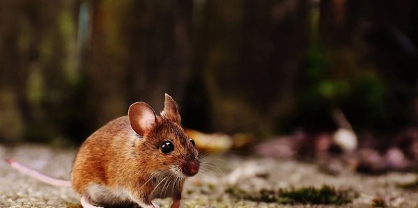 Pest Control Mice