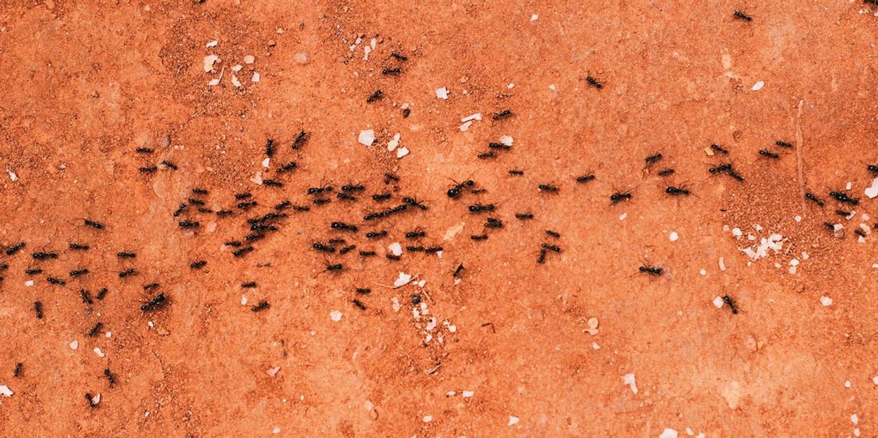 Ant Pest Control