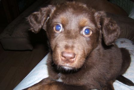 COCO PUFF ~ she was a hospice puppy.  she had leukemia  :(  :(  