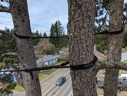 Crown Cleaning and wind firming