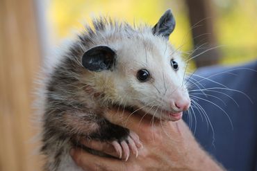 Éclipse Opposum