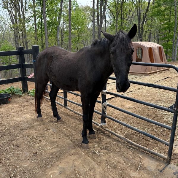 A black horse standing near a metal gate in a wooded area.