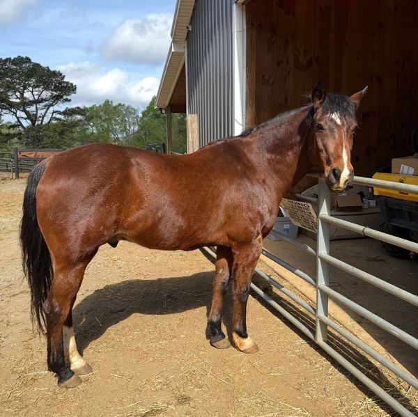 Brown horse standing beside a metal gate on a sunny day.