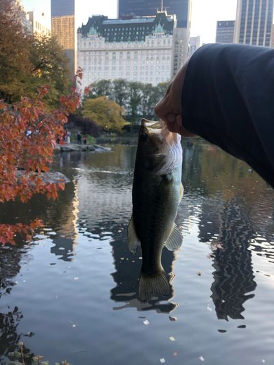 Fishing in the fall in Central Park