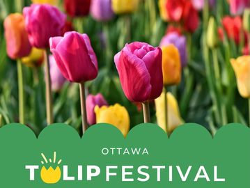 Colorful tulips in bloom at the Ottawa Tulip Festival.