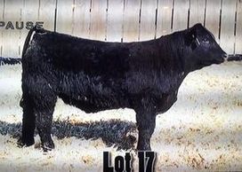 MAC Bendix 130B
Saler Herd Sire Bull
k4 cattle