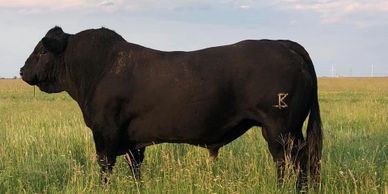 Polled Purebred Saler bull
k4 cattle