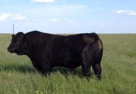 MAC Gemstone 320Y, A Saler Sire