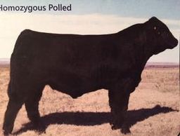 GGT P BK LEGACY 646A (PB Saler) 
Saler Herd Sire Bull
k4 cattle