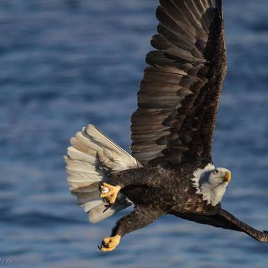 A high-quality photo of an American Bald Eagle.