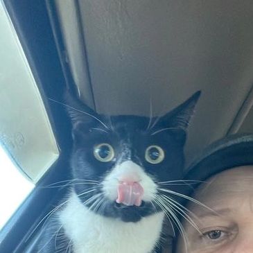 Luci, a tuxedo cat staring with large, round, amber eyes, with her tongue over her pink nose.