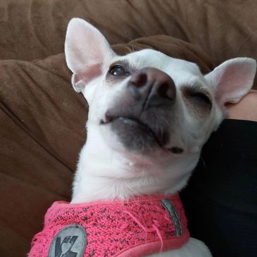 Elsa, a squinting white deer-headed chihuahua with a pink harness.