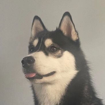 Poe, a black-and-white huskie staring in the distance with his tongue sticking out.