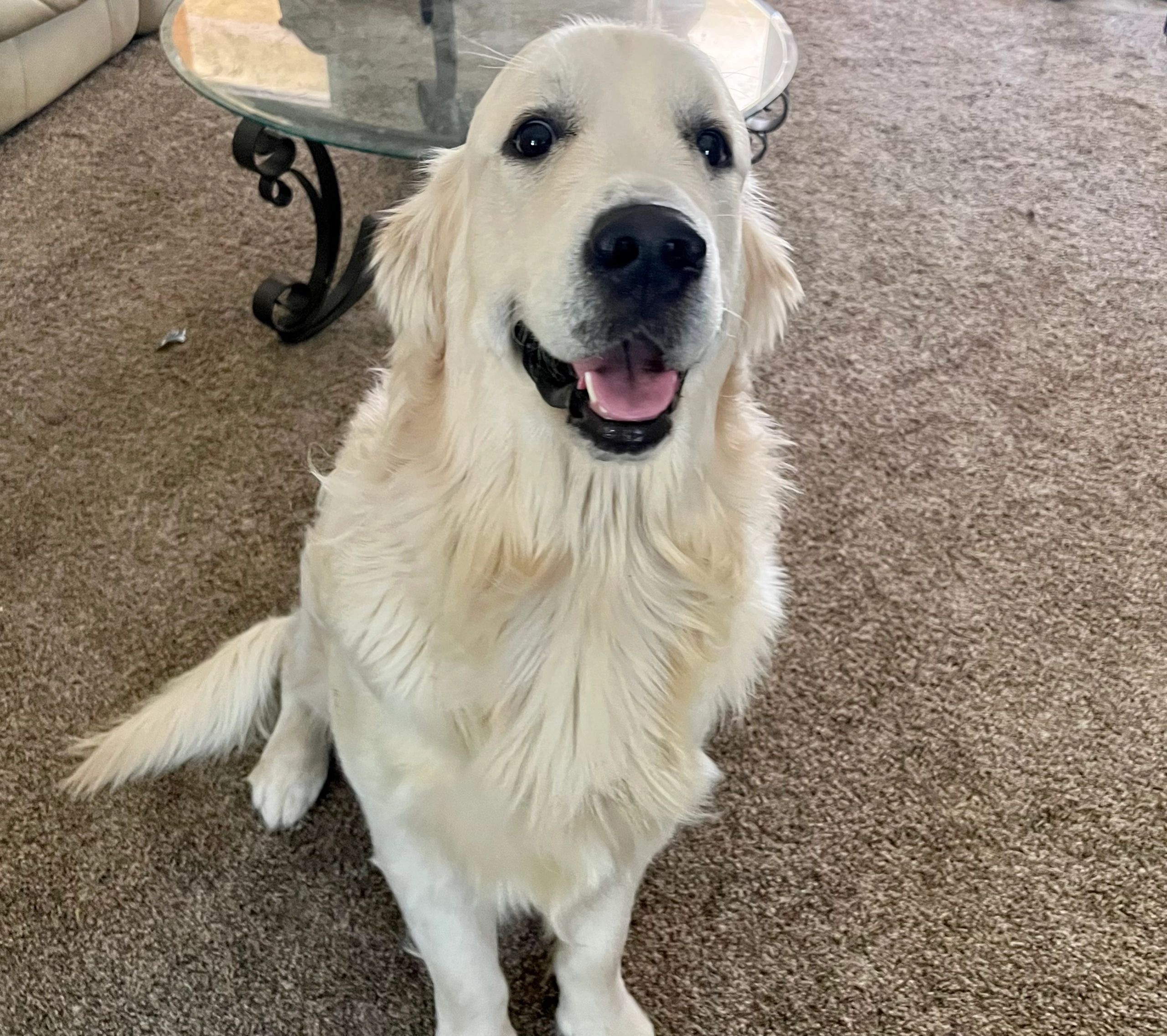 picture of male cream colored golden retreiver