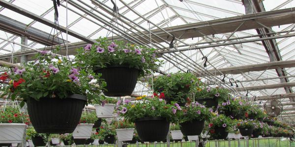 Hanging baskets in our greenhouse