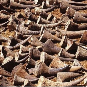 Rhino Horns Seized from Criminal Poaching Activities