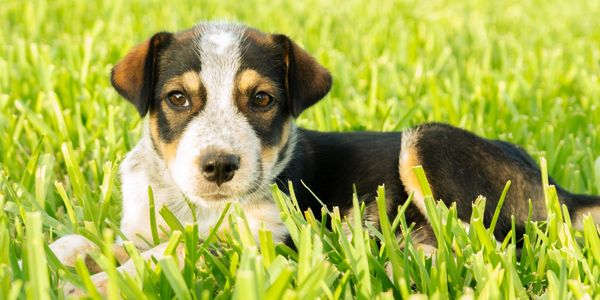 Tri-color foster puppy lying in green grass