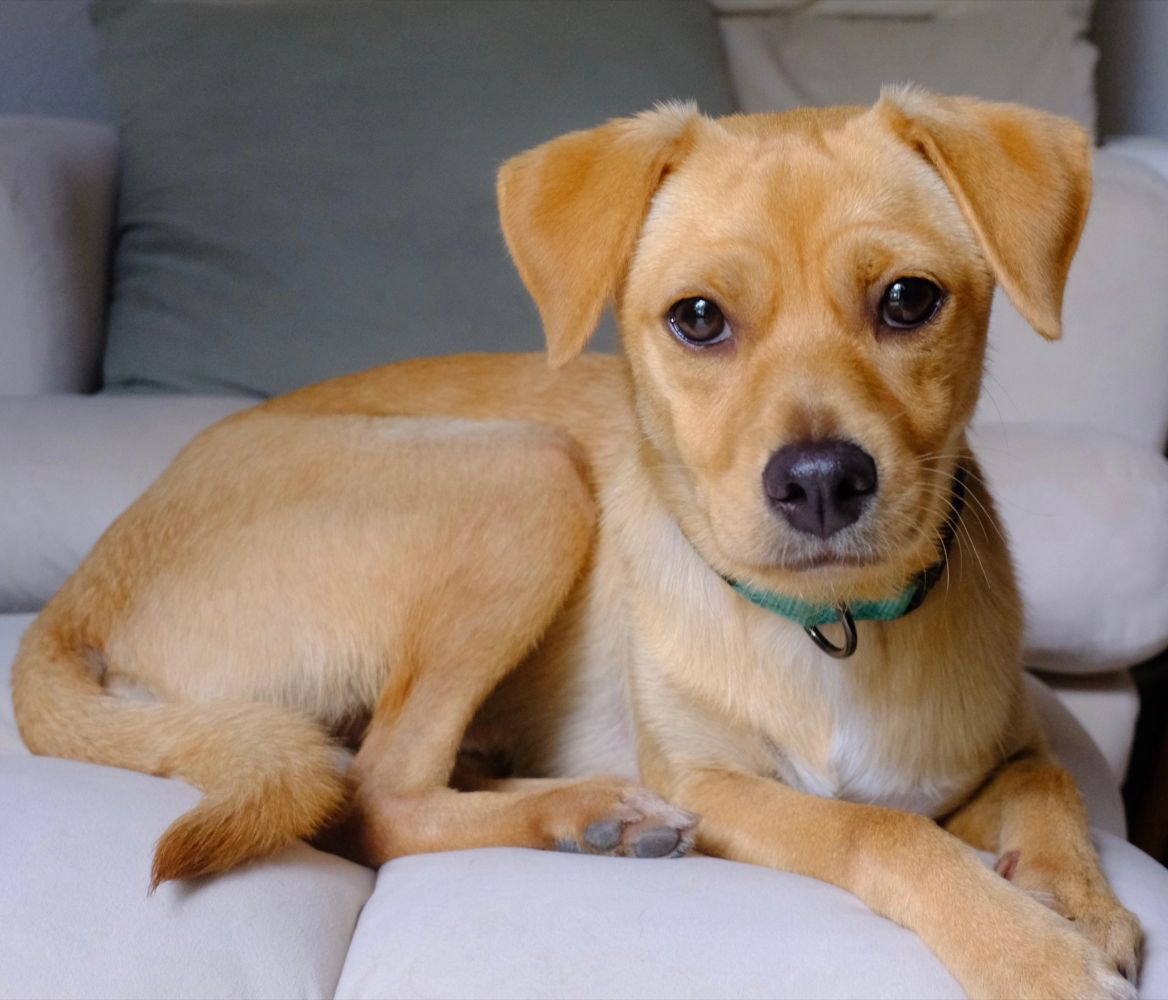 Happy yellow rescue dog relaxing on a white couch