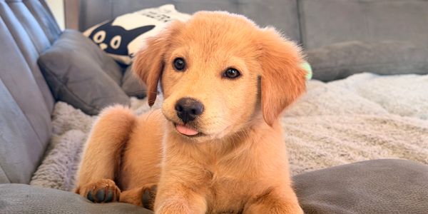 Golden foster puppy relaxing on a couch