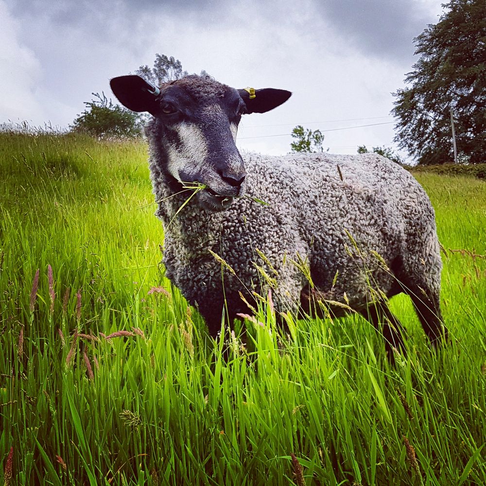 Tequila, one of our rare breed Leicester Longwool sheep