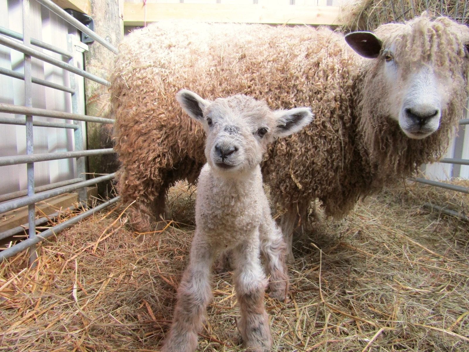 Adopt a Sheep | Wits End Flock