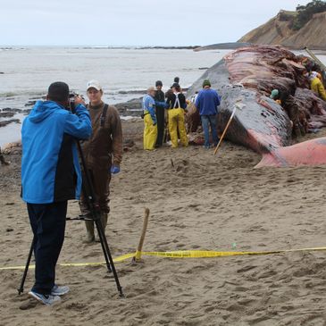 Claire Simeone speaks to reporter at the scene of a whale necropsy. 