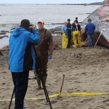 Claire Simeone speaks to a reporter at the scene of a whale necropsy. 