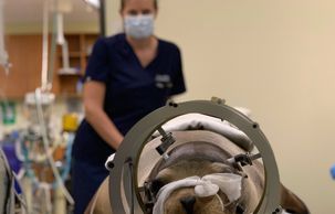 Dr. Claire Simeone monitors sea lion under anesthesia for CT scan. Photo: Shawn Johnson