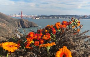 Marigolds with Golden Gate Bridge in background. Photo: Claire Simeone