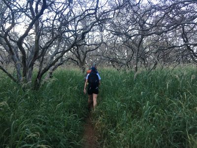 Conservationists hike to a field site on a path through grass and trees.
