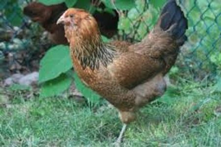 Ameraucana hen