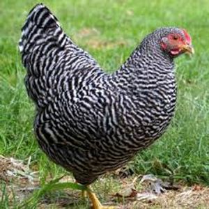 Barred Plymouth Rock hen