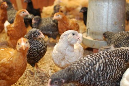 Backyard Coop Ready Pullets (young hens)