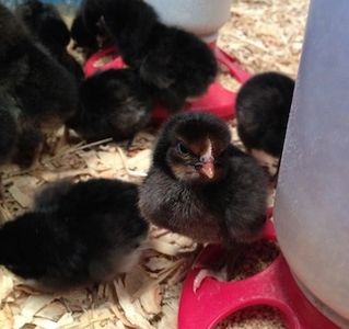 Day old chicks
