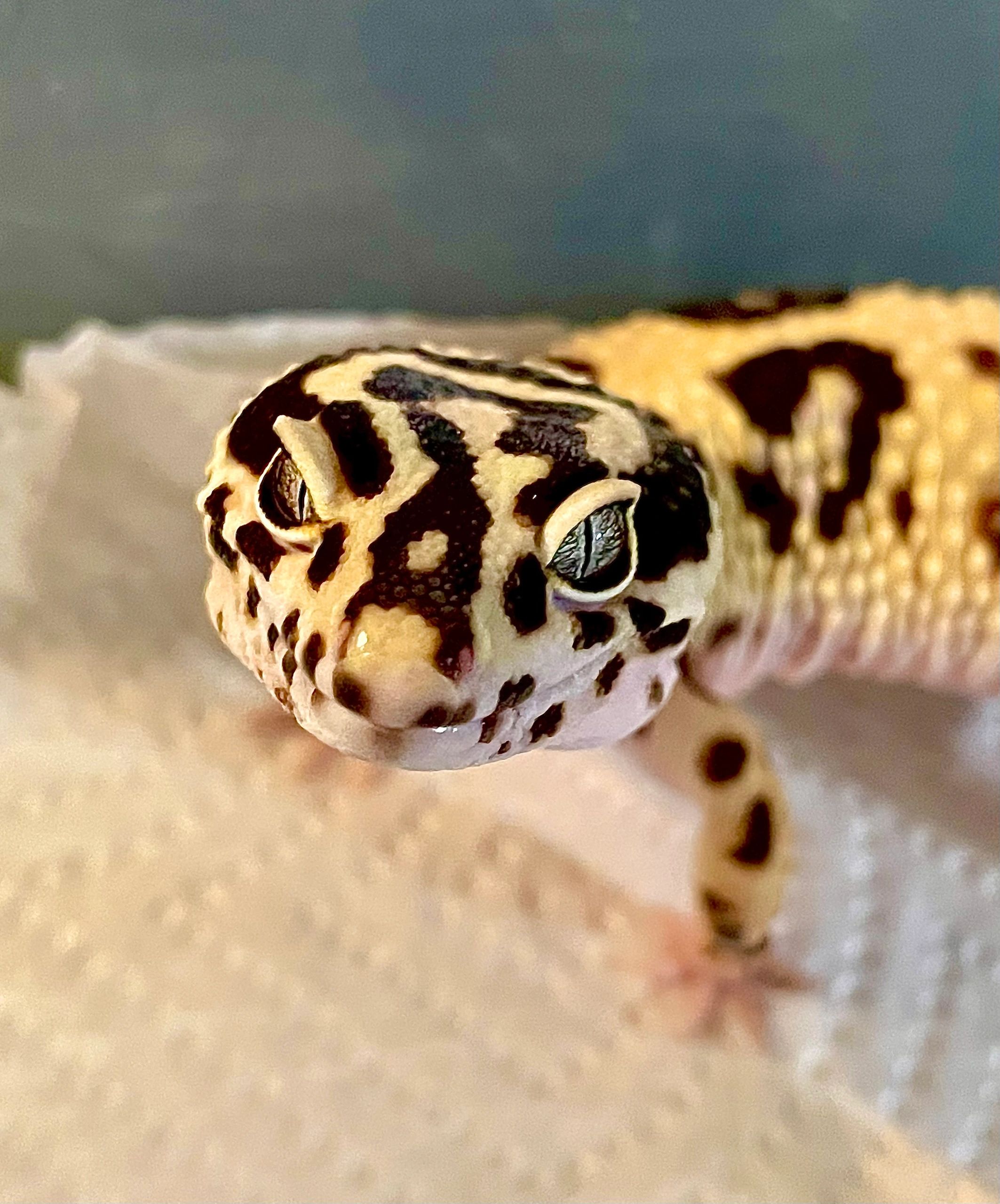 Leopard gecko