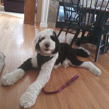 Sheepadoodle dog laying on floor after his walk