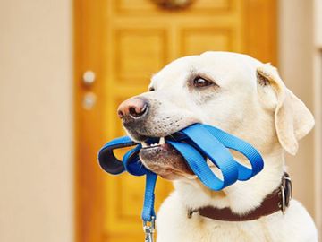 Dog holding leash in its mouth