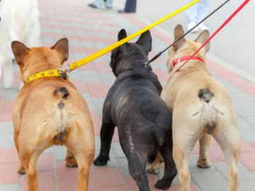 3 dogs being walked