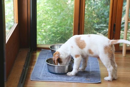 Dog eating food from bowl