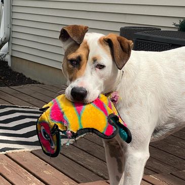 Dog with toy in mouth