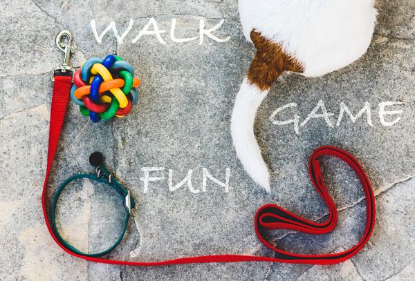 Dog Leash, Dog collar, dog toy, dog tail